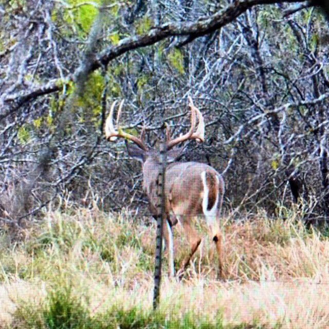 TrinityRanchTX's tweet photo. A little too late. Saw this beast heading into brush at Trinity Ranch #trinityranchtx #trophyhunting #hunting https://t.co/kschAoT1Fk