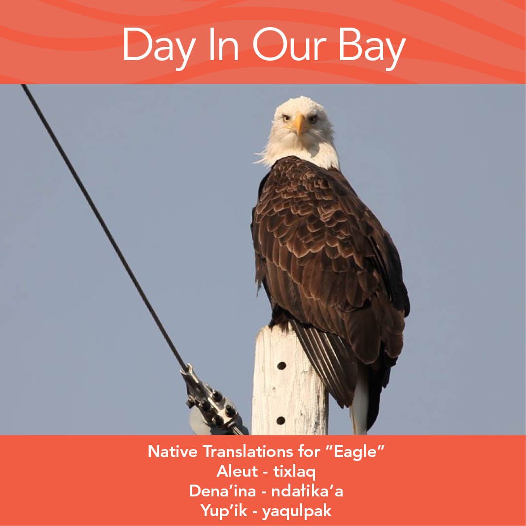 DayInOurBay's tweet photo. RT @BristolBayToday :Today’s #WordWednesday is the #Native translations for “Eagle.” RT to keep our traditions alive https://t.co/dWnr3v7hCc