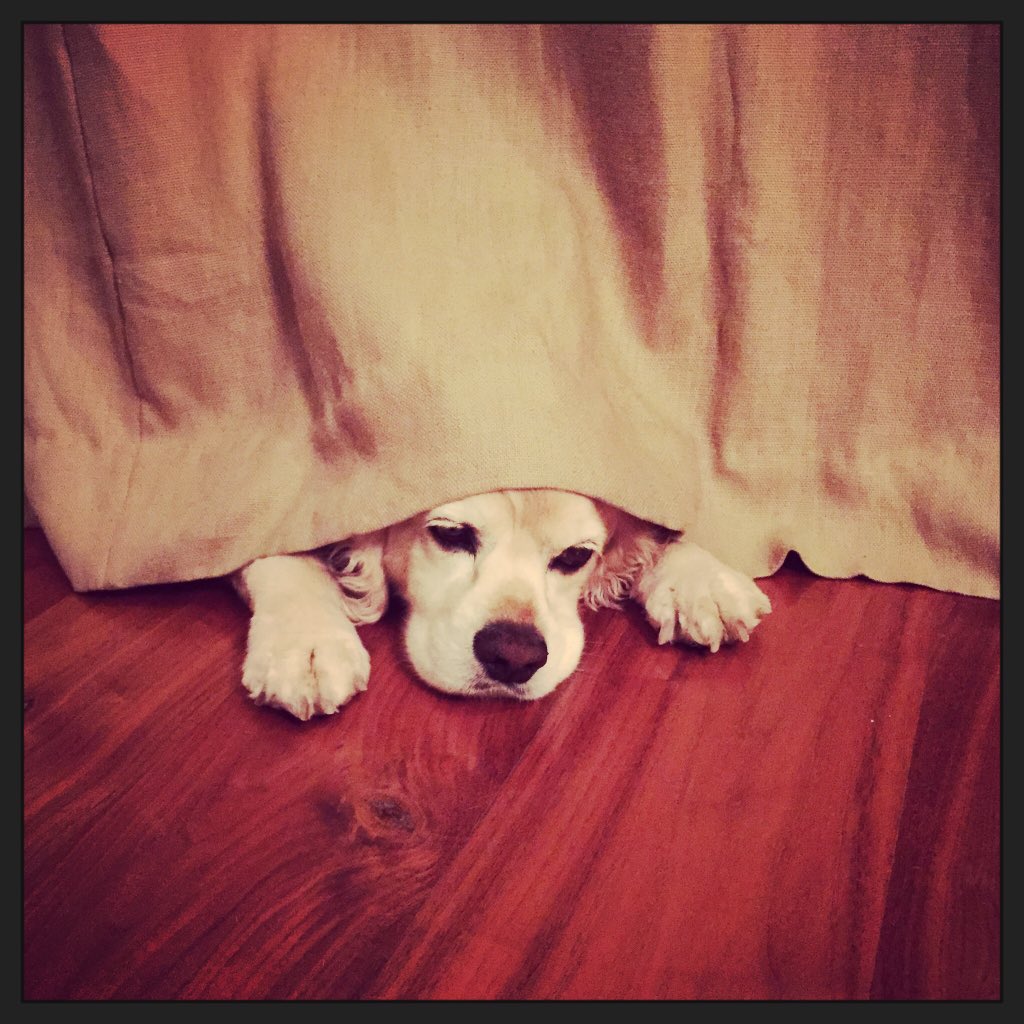 KatrinasTrigger's tweet photo. #CurtainCall #ImFunny #ShowDog #ShowingOff #PuppyPaws #PersonalityPlus #MustLoveDogs #CockerMania #Whoof https://t.co/yJ4UFSXpKT