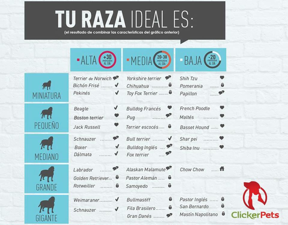 ¿Cómo escoger al cachorro ideal para tí?

Información compartida por <a href="/Clickerpets/">Jena Marie Olio</a> 

#PetsWorldMagazine #Panama