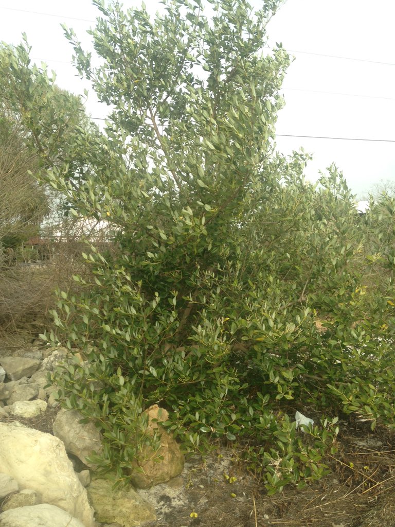 DrDangerScience's tweet photo. Today we found the northernmost mangroves on the Gulf coast of Florida! https://t.co/xSJXZQDHyG