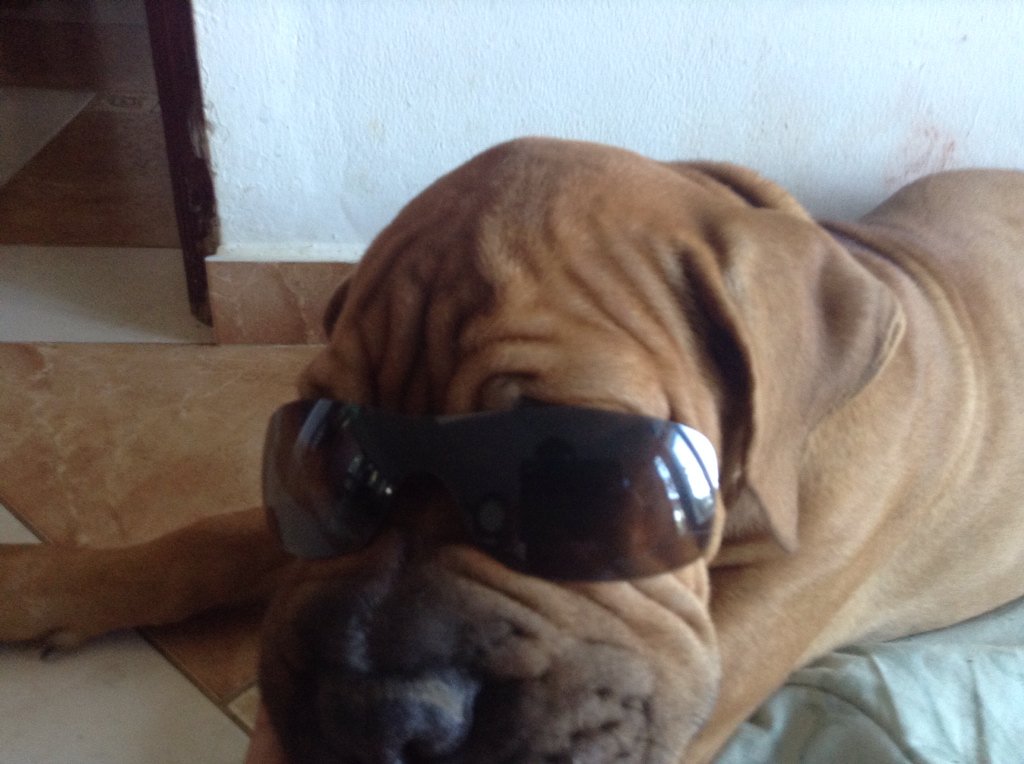 hen_ud's tweet image. He is searching a booty, feeling the booty, dreaming the booty, wanting the booty! #pugthings #coolsharpei