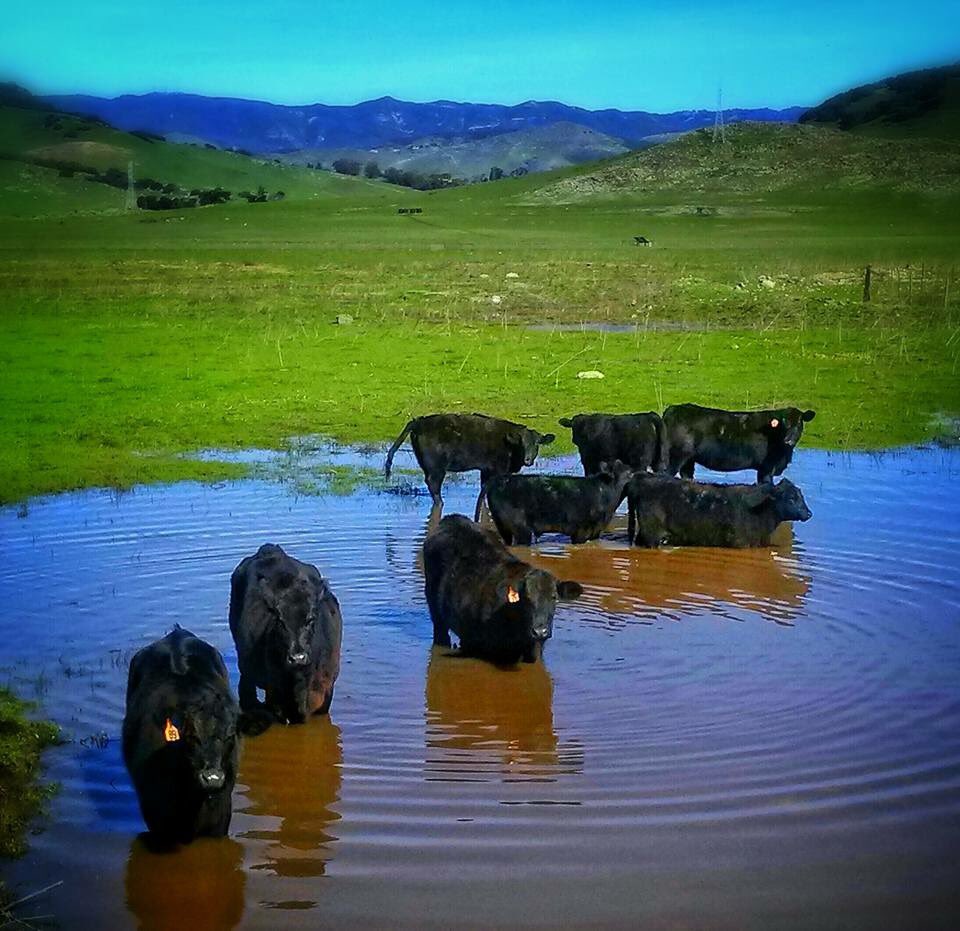 Sunny Acres, Inc (Sunny_Acres_SLO) Twitter