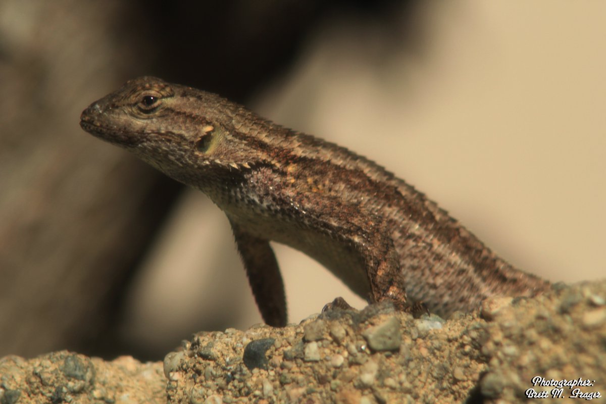 BrettMFrager's tweet photo. Here is one of my macro photography shots from today! Goal: scales and eyes. #canon #photography #lizard #reptile https://t.co/1cr6ZdMGyI