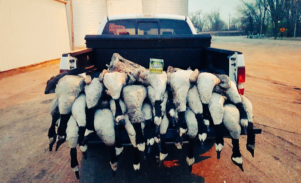 iHuntGEESEler's tweet photo. The weather may change but the killin' stays the same! ☀️❄️
#LateSeason #PastFewDays https://t.co/5bLURLx5Dv