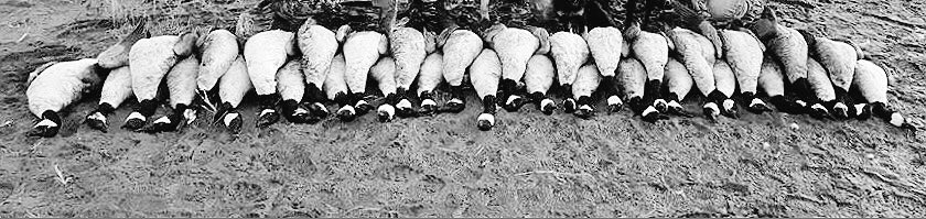 iHuntGEESEler's tweet photo. The weather may change but the killin' stays the same! ☀️❄️
#LateSeason #PastFewDays https://t.co/5bLURLx5Dv