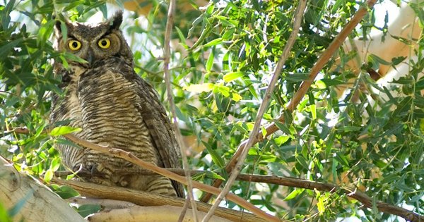 #nature #cute #bird #owllover #birds