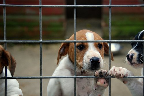 10 razones por las que adoptar un #perro es mejor que comprarlo >> buff.ly/1SyPyv2