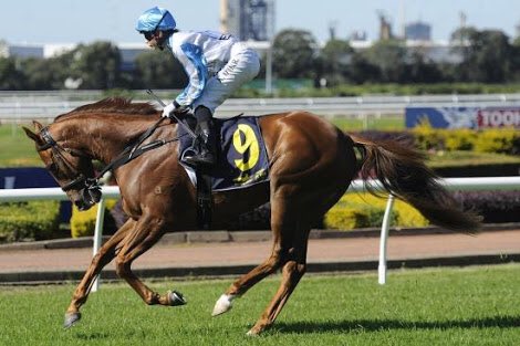 Nuggetwood's tweet image. My most frustrating horse running at Canberra tomorrow. Hoping for a change in luck after Cosmic Cameo #Undoubtable