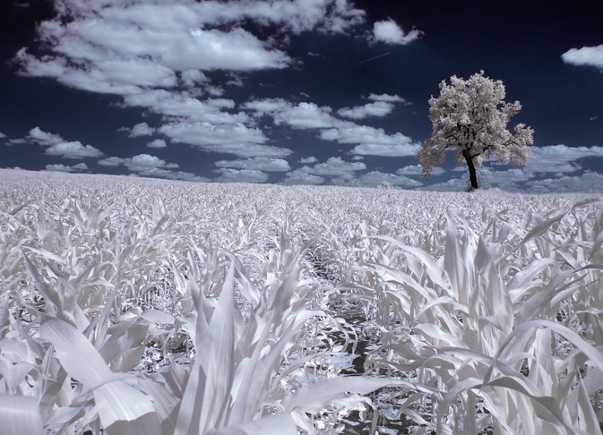 sfulJessy's tweet photo. The Majestic #Beauty Of #Trees In #Poland Captured In Infrared #Photography https://t.co/qMMozpOMCd

#shuffleupon https://t.co/fzPx0FxaJY