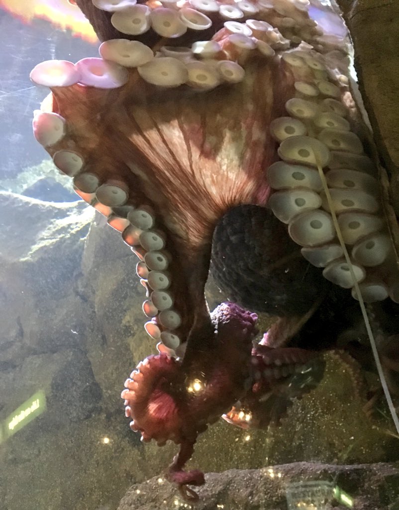 torrezriley's tweet photo. A fab night at the @SeattleAquarium for #RAH2016! https://t.co/a5iNecjV1l