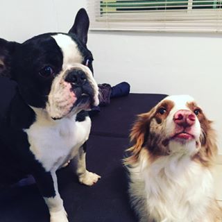Frenchie_Cute's tweet photo. Que pedo con ponchiki #hugo #rango #frenchbulldog #bordercollie #yubis https://t.co/t3tF0XnxjD https://t.co/nLW40PAsg3