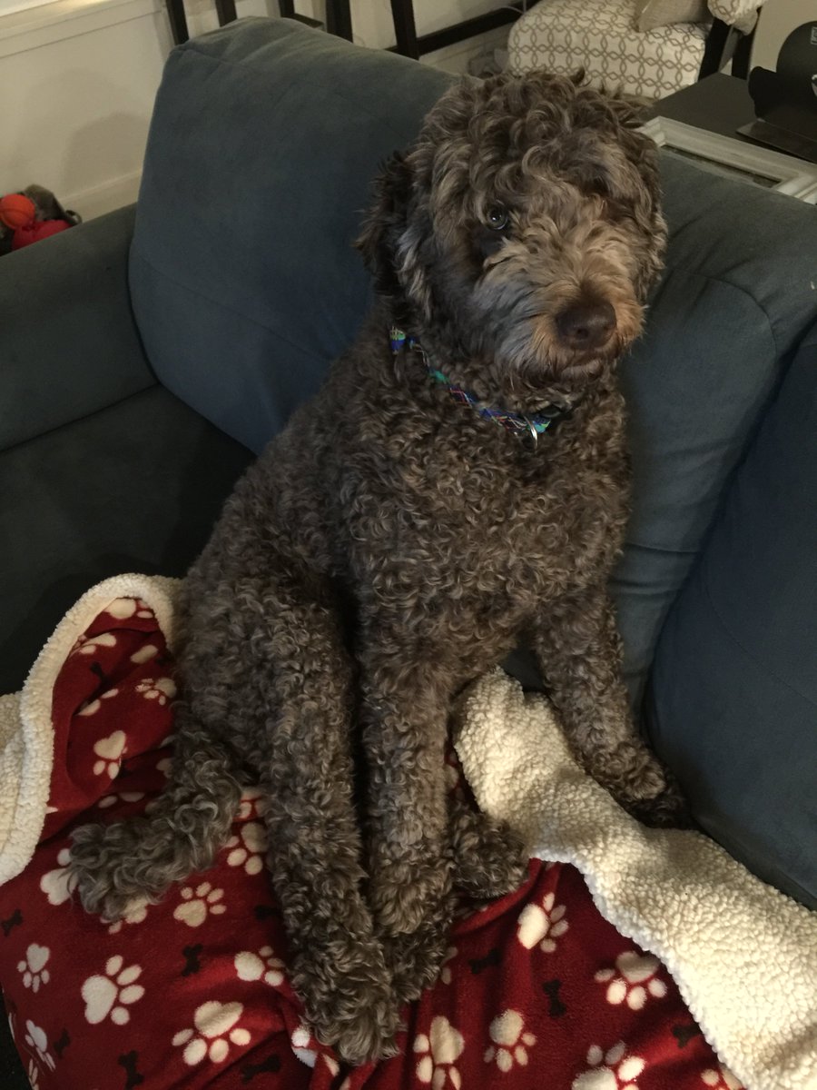 RudyDoodle's tweet photo. My couch. #Labradoodle https://t.co/polAvayvOh
