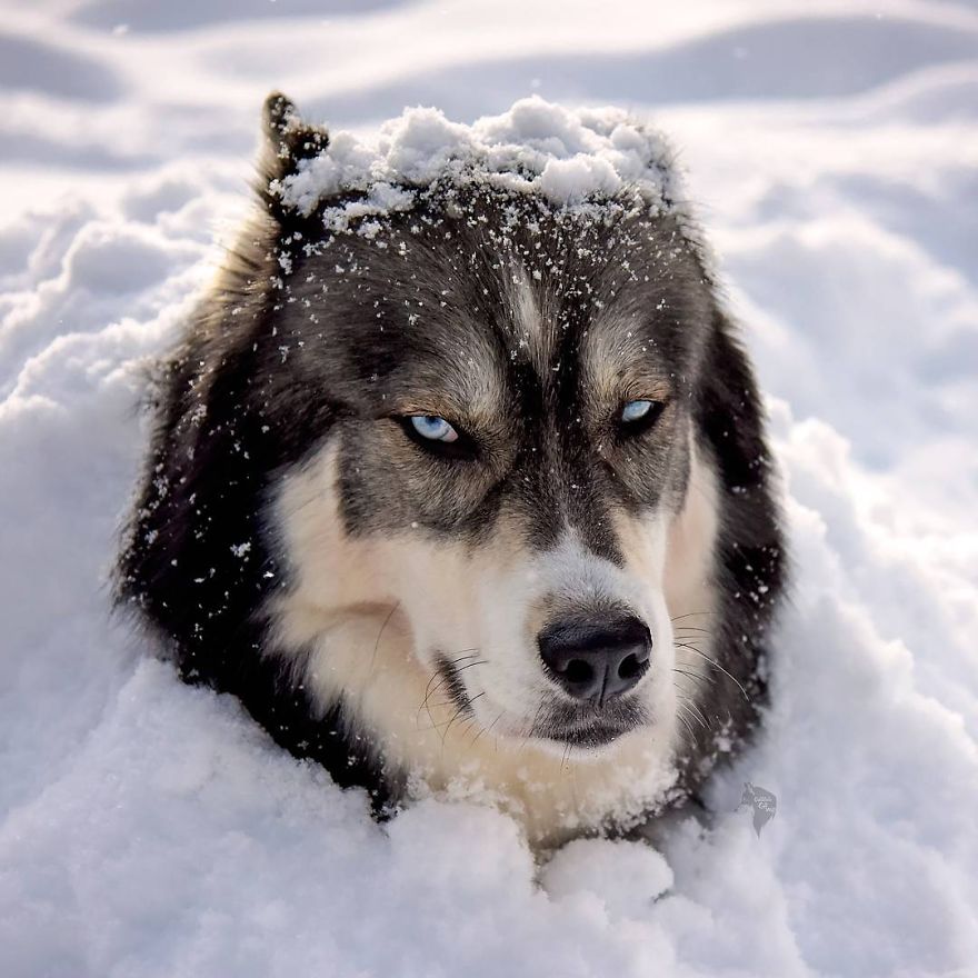 sfulJessy's tweet photo. I Rescued A #Husky And He Saved Me From An Abusive Relationship 
#dog #fox #shuffleupon
https://t.co/lNQQ9MjwvA https://t.co/LHnX87qI3t