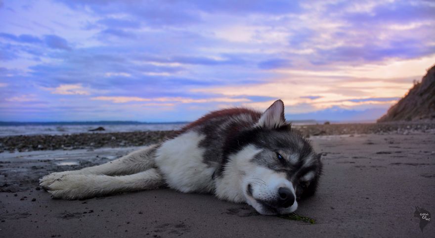 sfulJessy's tweet photo. I Rescued A #Husky And He Saved Me From An Abusive Relationship 
#dog #fox #shuffleupon
https://t.co/lNQQ9MjwvA https://t.co/GymXzyGwGN