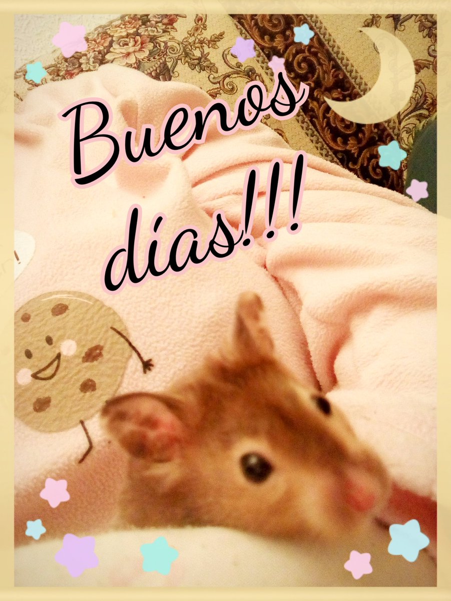 AnaVan_CG's tweet photo. Buenos días!!!!! #MiHamster https://t.co/TtSg6RbiHy
