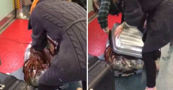 Women pack 100 live lobsters into suitcases on MTR
bit.ly/1QHp08X