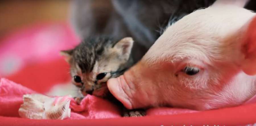 La amistad entre un bebé gatito y un bebé cerdito enternece las redes sociales ▶️ atres.red/z_dvc