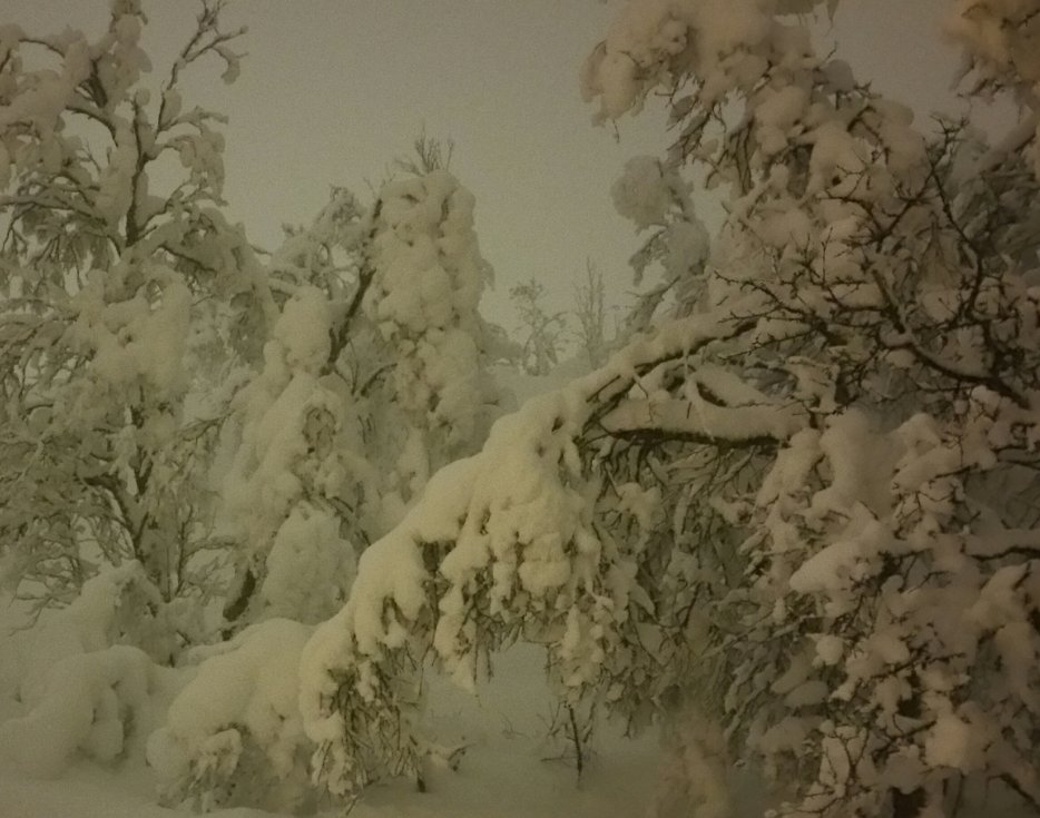 theNorthling's tweet photo. Tree's sure are looking a bit down this morning..
#GettingHeavy https://t.co/udj5fmA5Mz