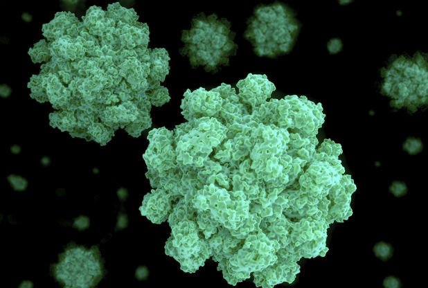 Norovirus in lamponi surgelati: PICARD richiama il prodotto in Francia e scatta il ritiro in Europa