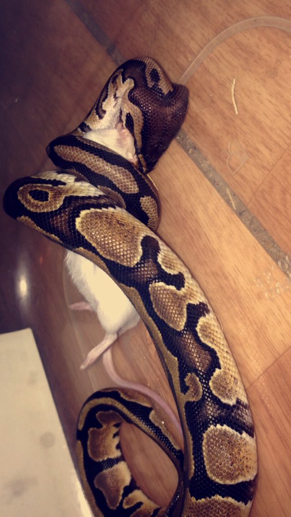 BertinTanguy's tweet image. 🐭🙈🐍 #pythonRoyal