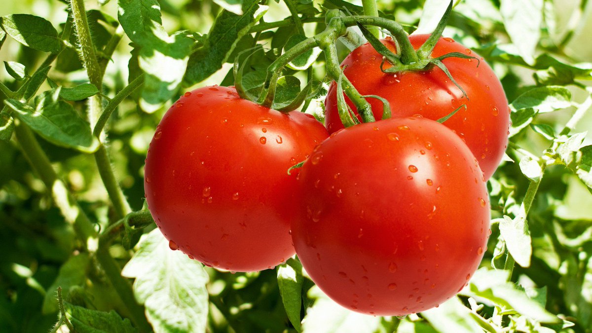 mile12plusltd's tweet photo. Try drinking tomato juice to reduce cholesterol level #powerfulattributesoftomatoes https://t.co/1nTHUg9wW1