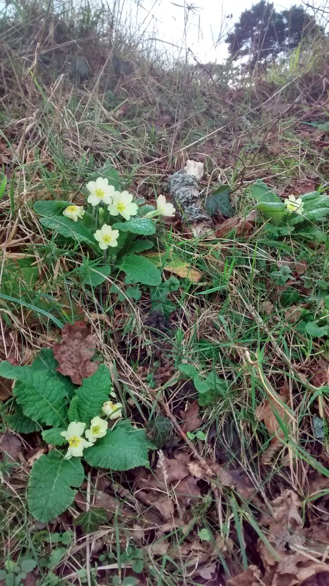 mikedearsley's tweet photo. Early signs of Spring at #IfieldGC https://t.co/C68bDlZFuQ