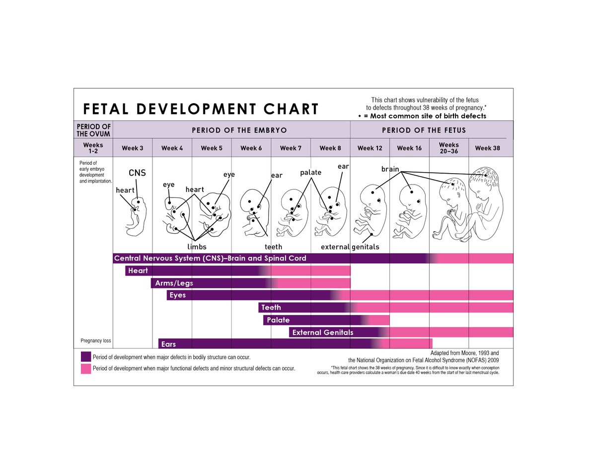 Development Of Fetus Chart