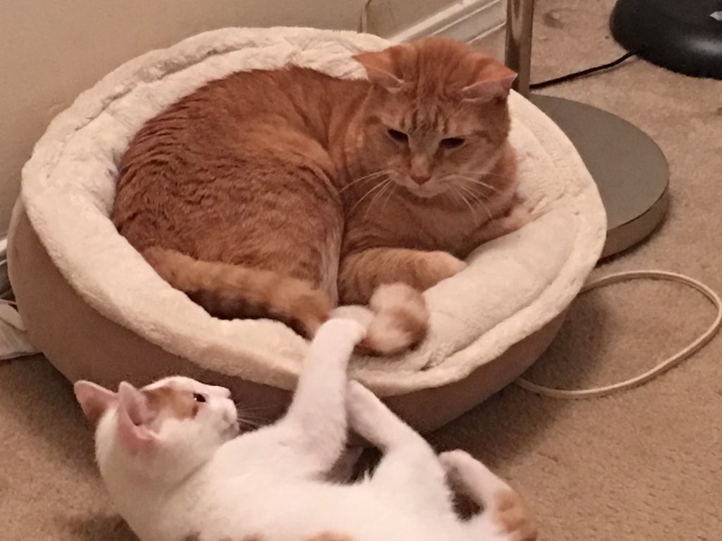 ZiggyCatdust's tweet photo. I like biting Gizmo's tail while he takes a nap. #ZigZigZig https://t.co/qzKA2kaYYJ