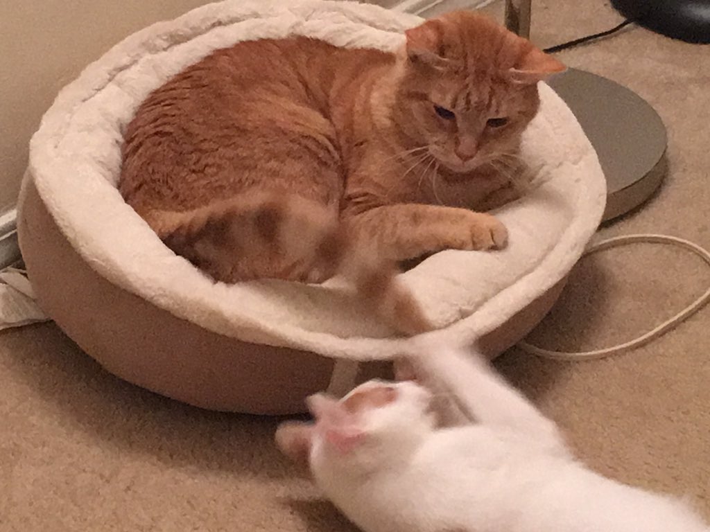ZiggyCatdust's tweet photo. I like biting Gizmo's tail while he takes a nap. #ZigZigZig https://t.co/qzKA2kaYYJ
