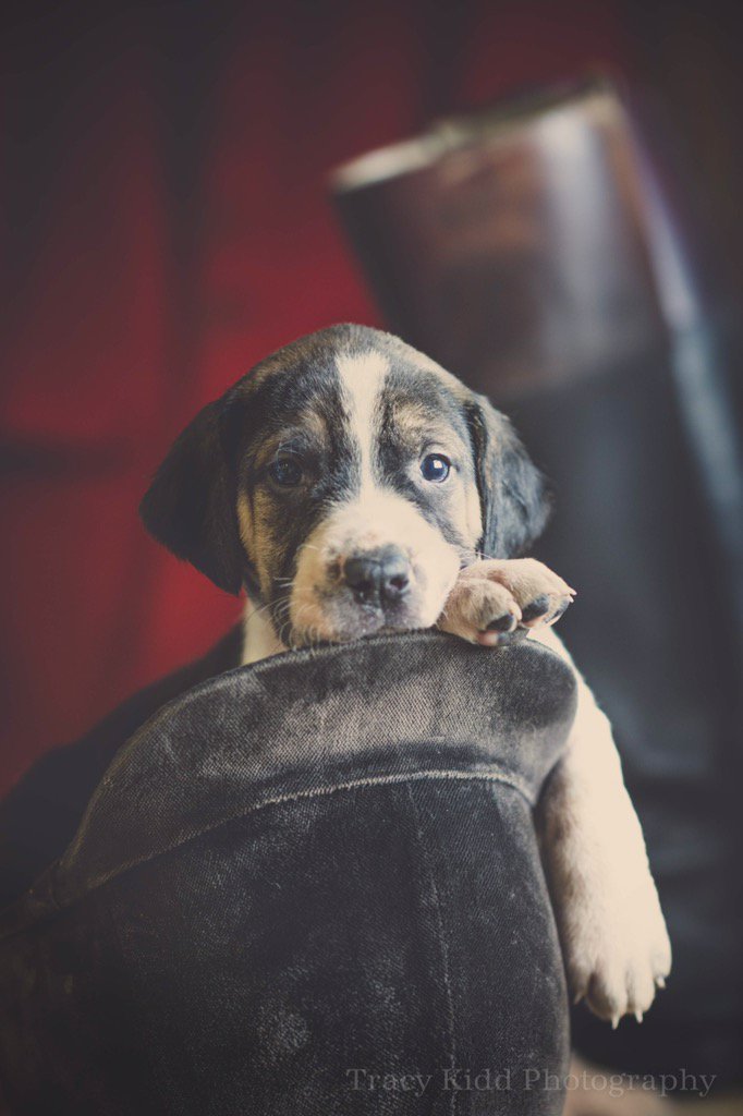 Patey Pup. <a href="/bailyshunting/">Bailys Hunting</a> <a href="/HOUNDS_Magazine/">HOUNDS_Magazine</a> <a href="/Countrylifemag/">Country Life</a> <a href="/TheFieldmag/">The Field</a> <a href="/CAupdates/">Countryside Alliance</a> Zetland Puppy