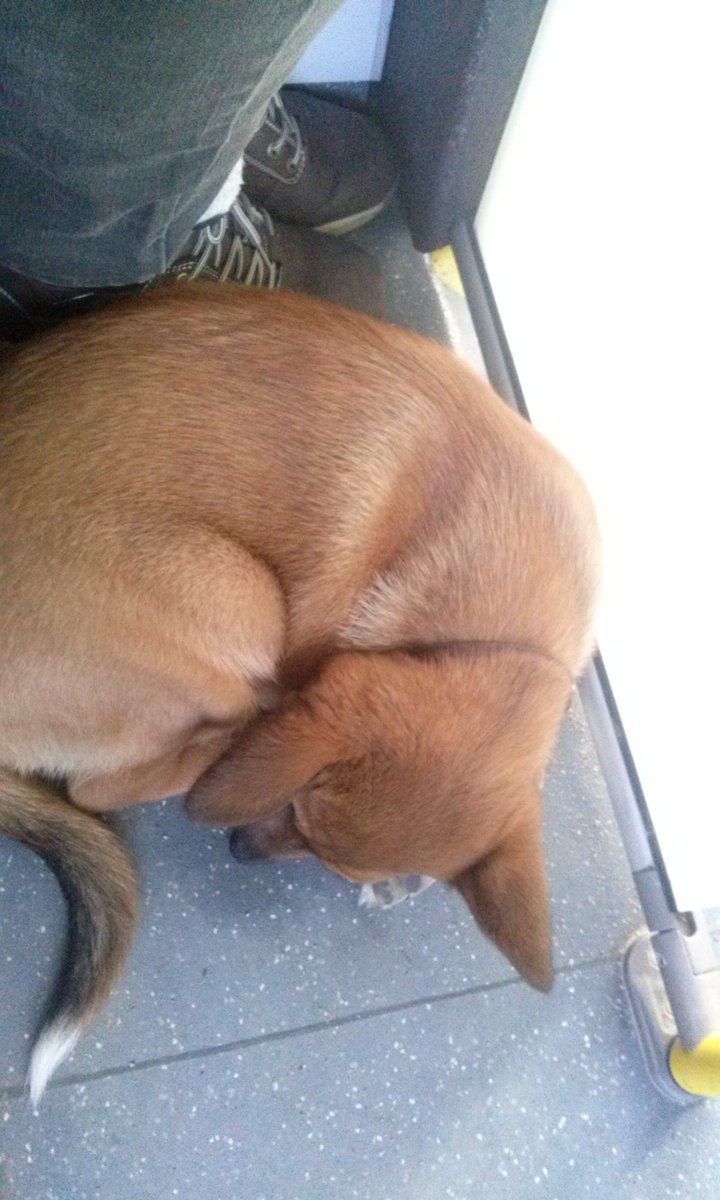 RZebergs's tweet photo. Kucēns iemaldījās 6. autobusā Uliha ielā. Mīļš un draudzīgs, bija siksniņa.
Aizvedu sunīti uz @lauvas_sirds #share https://t.co/pafRXDgYMc