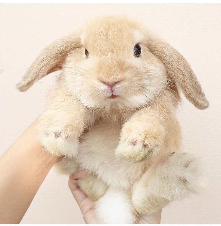 jusween93's tweet photo. I wanna hav one like this so badly :/ #shortearrabbitaddict https://t.co/v4HIjLFpxp