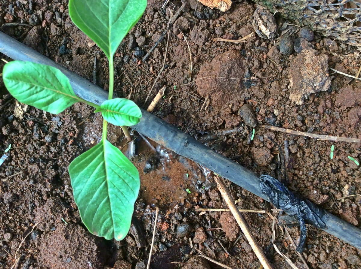 EstherNgumbi's tweet photo. Drip irrigation! After battling unpredictable weather for years, we must adapt!  One plant at a time! @OYESKAGREENS https://t.co/L5U1Ot8N5c