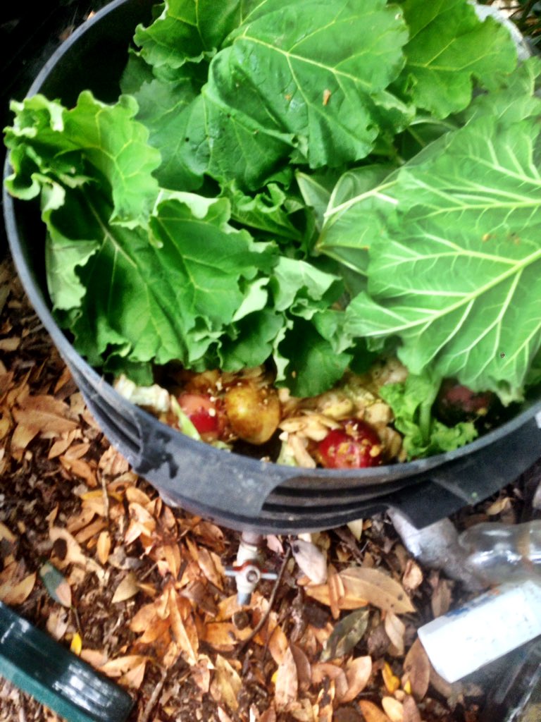 SPMS_Rowville's tweet photo. Obtained worms locally and with vegetable scraps from @RowvilleCK we're hoping to revitalize our #wormfarm #wormtea https://t.co/pRiM0Qaoae