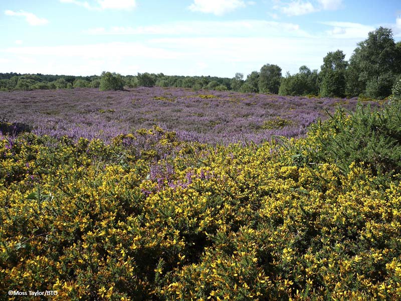 Loss of wild flowers in Britain matches #pollinator decline bit.ly/1nPdijA