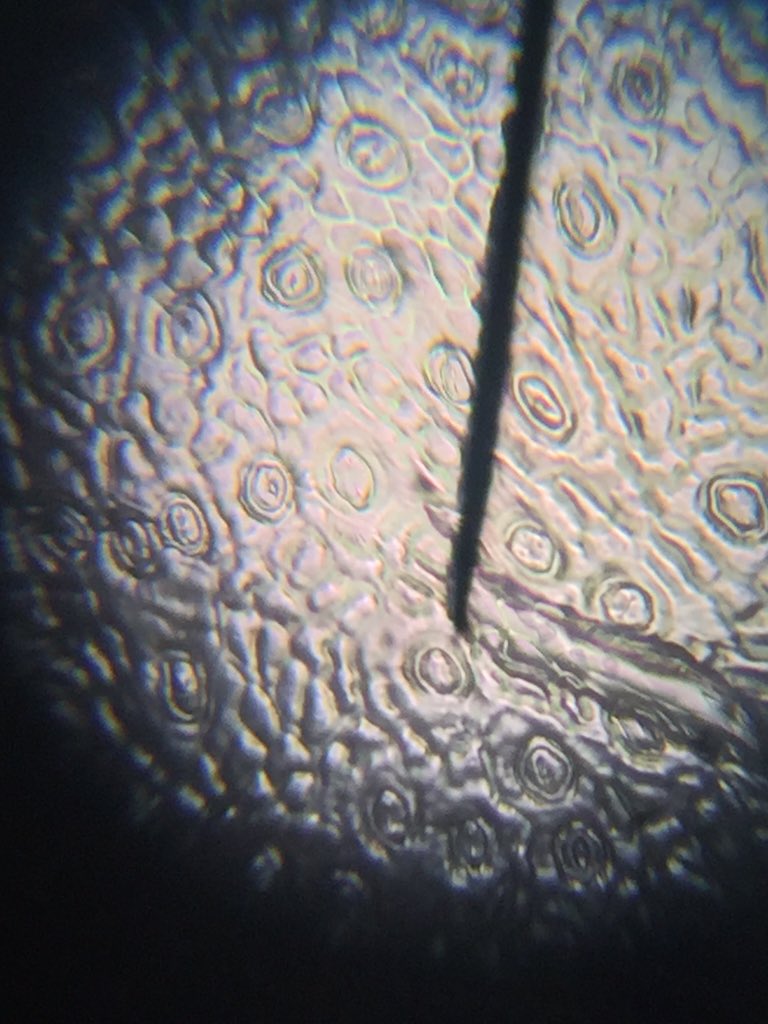 ScienceRamsey's tweet photo. Fantastic stomata and microscope work from Y8 this morning #photosynthesis #stomata #leaf https://t.co/CUE3QVqNJr