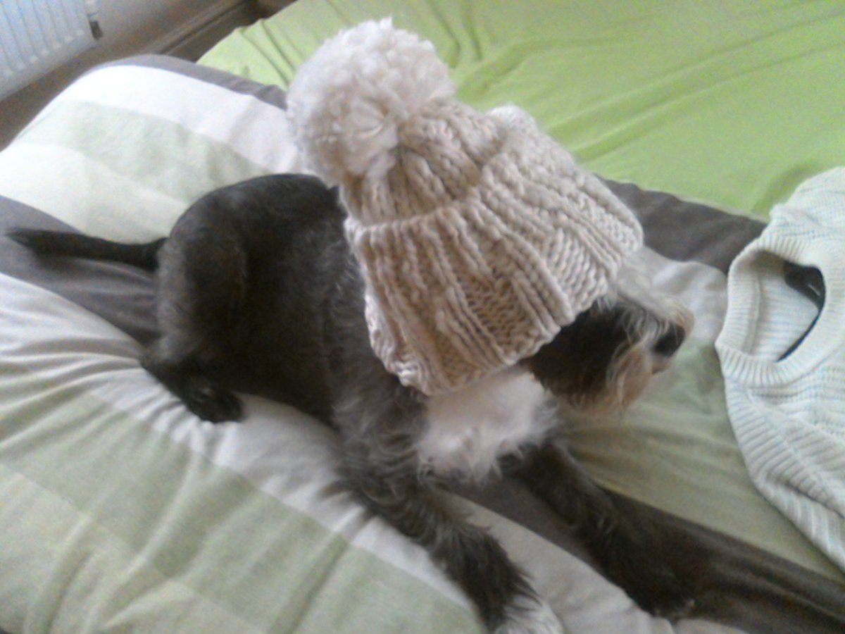 ValoisFelts's tweet photo. Dog walking time. #DapperPooch https://t.co/F9mIOaMnM8