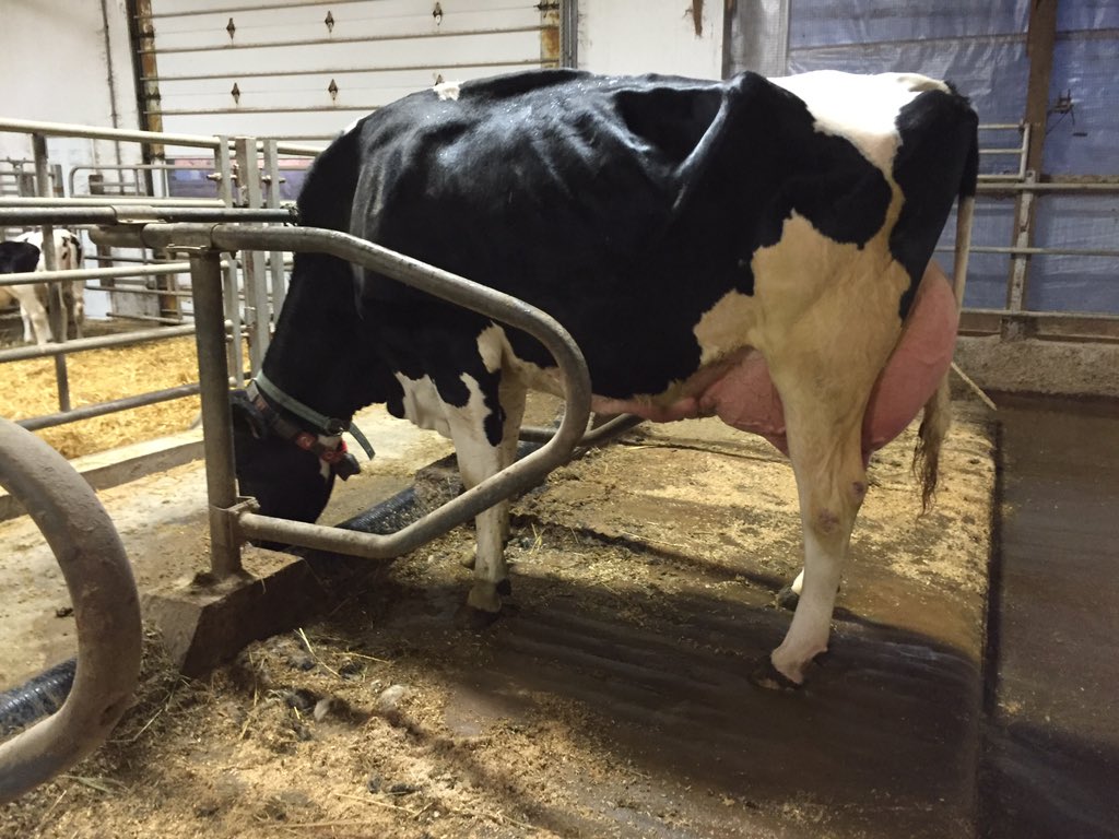 Murrayholm's tweet photo. What are we going to flush this cow to? Flush the 25th. Calves x doorman, sid, windbrook. EX 91 2E x EX 91 4E! https://t.co/O3xF0elMNl
