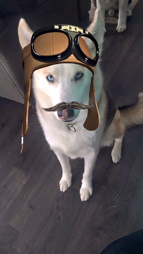 jillamclellan's tweet photo. #inspiration "pilot of my life" #servicedog #ptsd #mentalhealth he saves me every day #healthyliving #repyourwoof xo https://t.co/xmlQ1YNquG