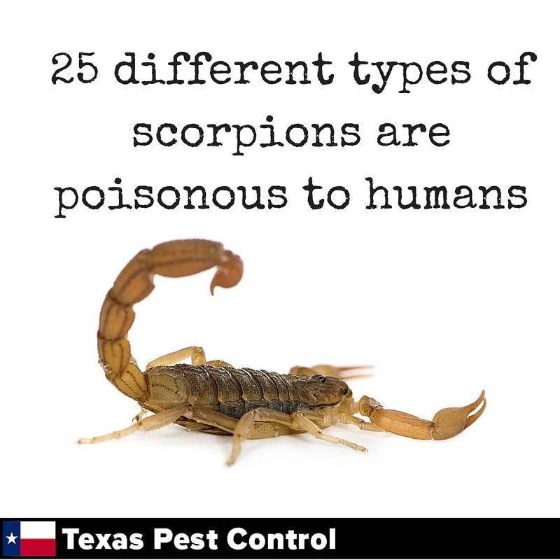 txpestsa's tweet photo. A scorpion’s venom may cause symptoms like swelling at the site of the sting. https://t.co/4R2rLW4XSL