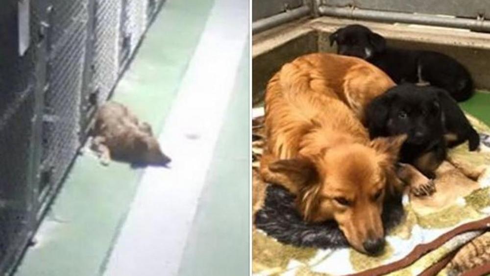 Cane scappa dalla gabbia del canile per consolare i cuccioli spaventati  <a href="/la_stampa/">La Stampa Business Naming Expert</a> goo.gl/yjmGeQ