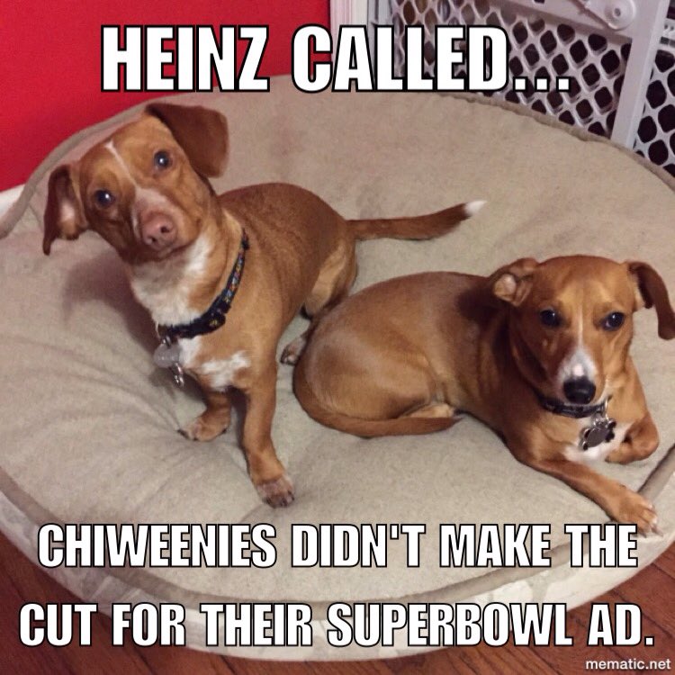 chiweenieboys's tweet photo. We're bitter that we didn't make the cut for the @HeinzKetchup_US #SuperBowl ad - maybe next time! #ChiweeniesRule https://t.co/1flvHkR6Mm