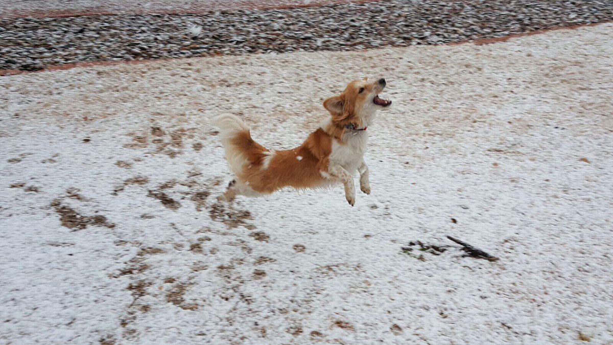 HTPDonna's tweet photo. Flying through the air with the greatest of ease. Is that pooch on the flying trapeze? #ItsTeddy #Dogsofinstagtam https://t.co/IsyyohOG9Q