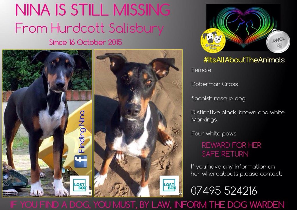 Woof4Nina's tweet image. Hasta mañana Nina.. Still searching mi niña bella, we will never give up on you #findnina
youtu.be/O1QGU5I0Eu8