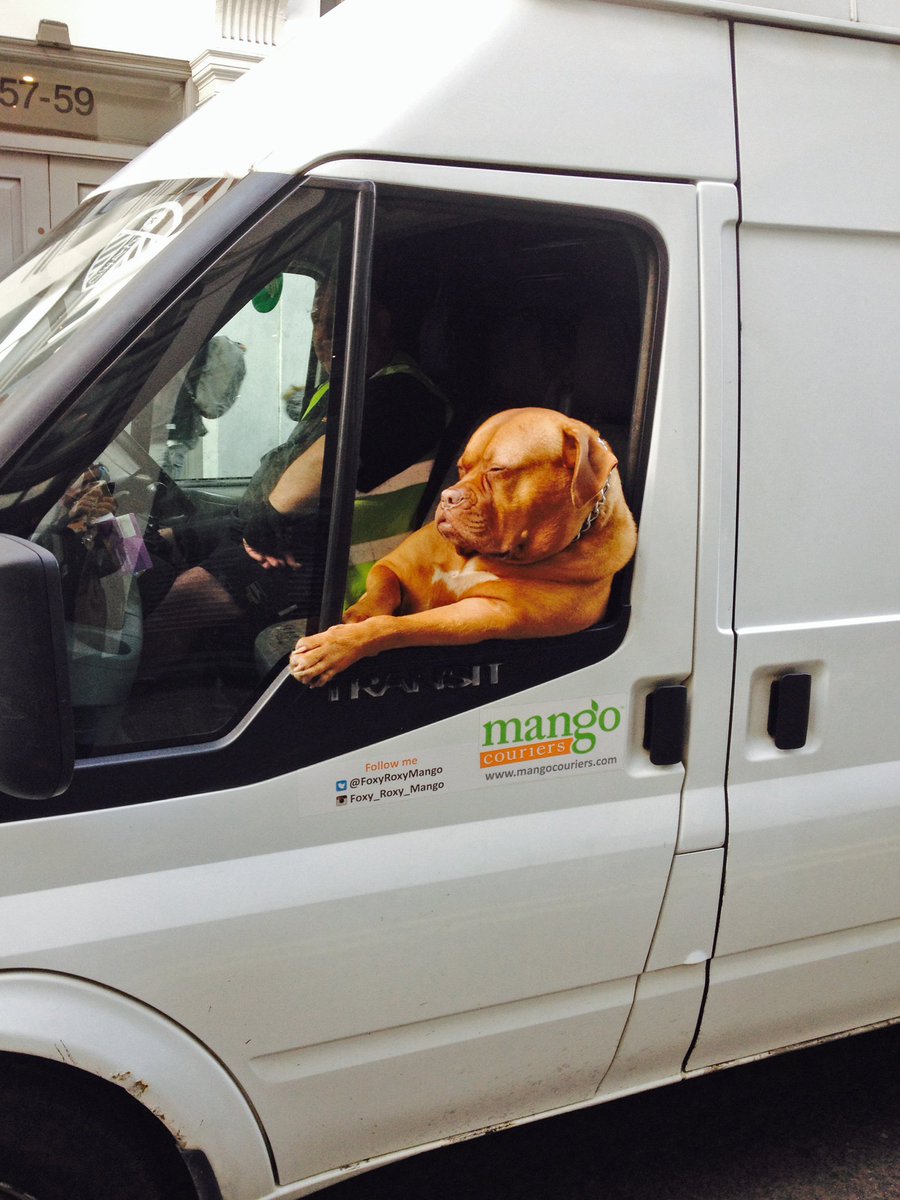 SirenDesign's tweet photo. Its a dogs life being stuck in a Soho traffic jam #sohotraffic #Soho #londonlife #Sirendesign https://t.co/mTcCBQqlQf