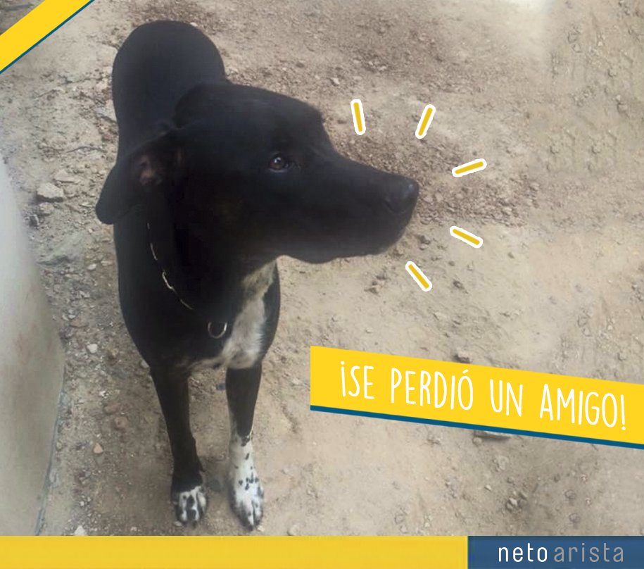 Neto Comunicación tweet media