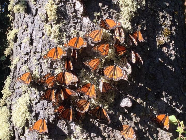 SalvemosMonarca's tweet photo. Muy difícil apoyos ambientales en #MariposaMonarca   No #Pronafor No recursos asignados y todos se respaldan.. https://t.co/2dTlydOJ5S