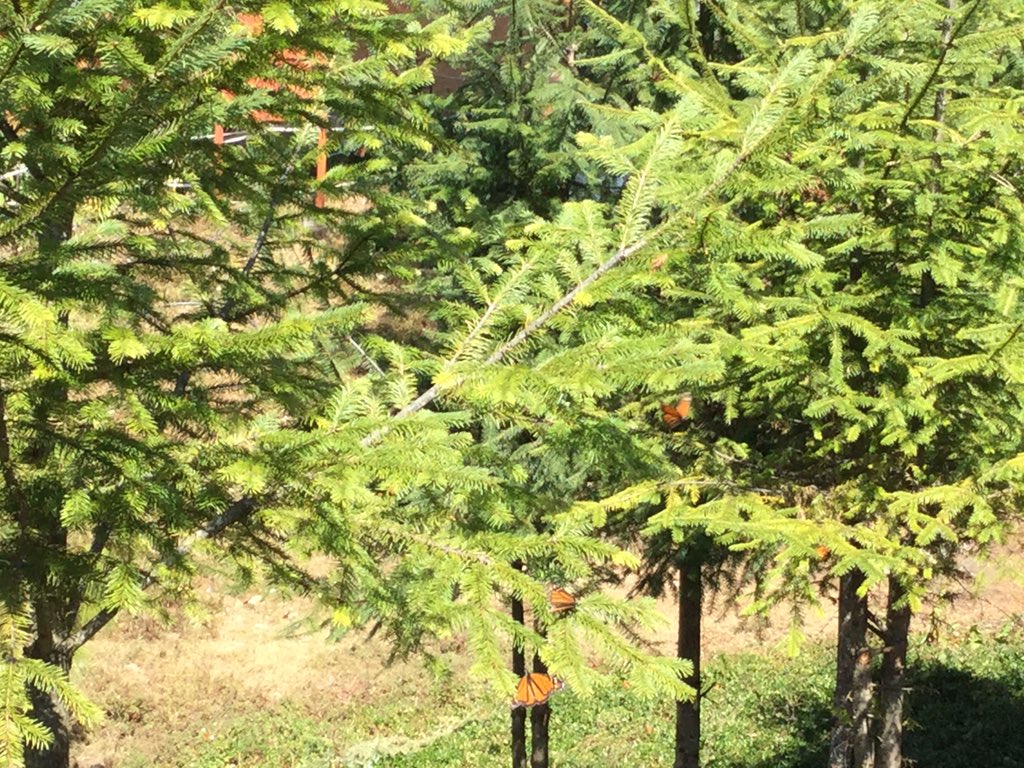 SalvemosMonarca's tweet photo. Muy difícil apoyos ambientales en #MariposaMonarca   No #Pronafor No recursos asignados y todos se respaldan.. https://t.co/2dTlydOJ5S