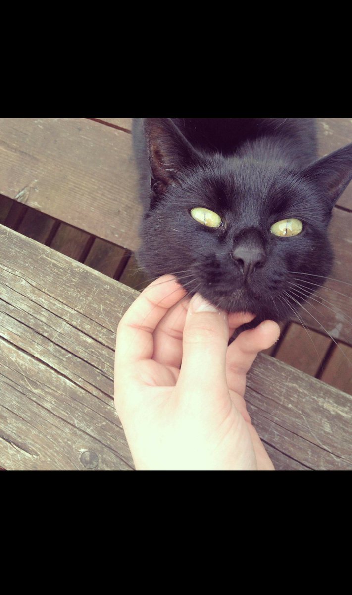 Conor__13's tweet photo. Might bring my cat to tonight's gig https://t.co/PF6faKRVa9